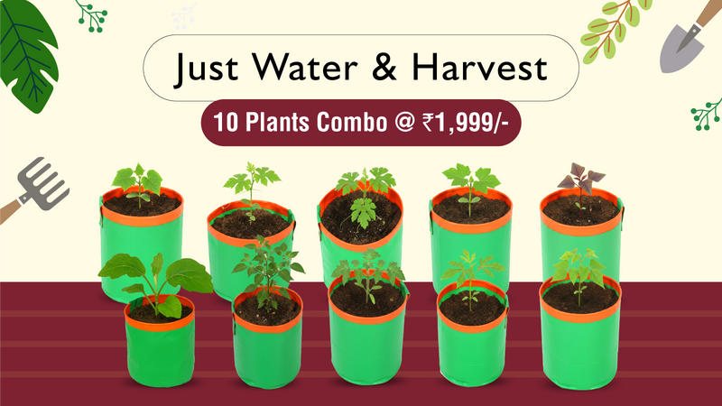 Start Your 100% Organic Garden